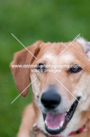 smiling dog