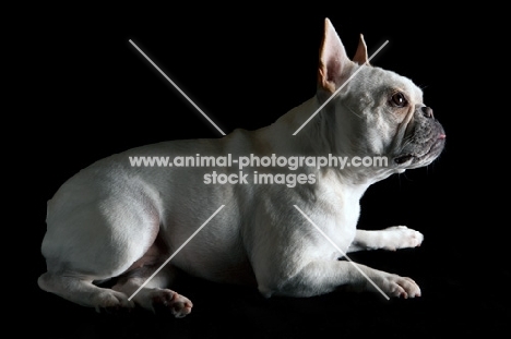 side view of french bulldog lying down