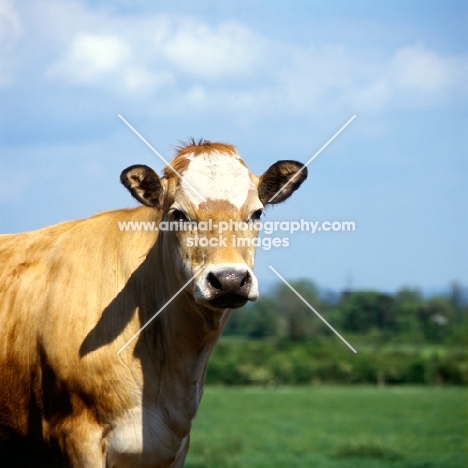 jersey cow with white patch on forehead