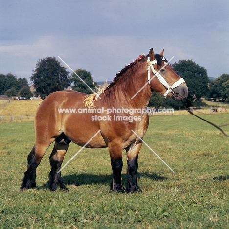 Adennais stallion