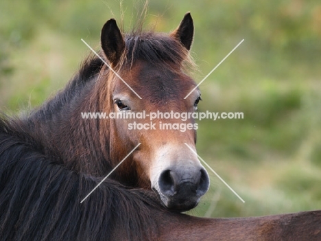 Exmoor Pony looking over another horse