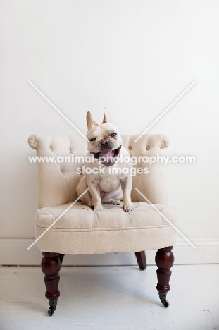 Fawn French Bulldog sitting on matching tan tufted chair, yawning.