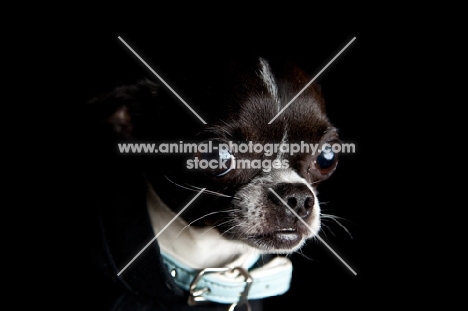 Chihuahua on black, close-up