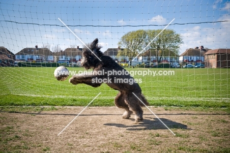 Dog playing with football in front of goal
