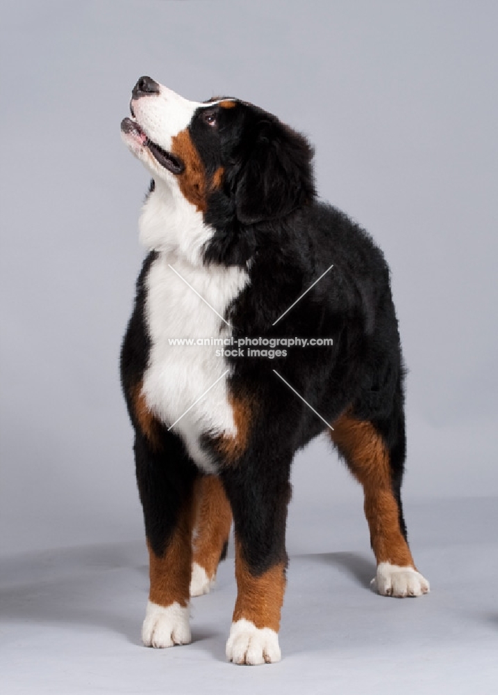 young Bernese Mountain dog looking up