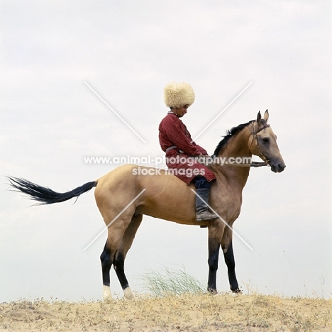 polotli, famous akhal teke stallion,  turkmen rider in traditional clothes