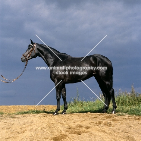 herzröschen, trakehner mare in sunlight against a grey sky