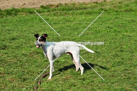 Ratonero Bodeguero Andaluz, (aka Andalusian Rat Hunting Dog), standing on grass