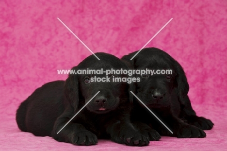 Sleepy Black Labrador Puppies lying on a pink background