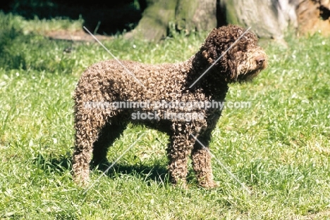 Lagotto romagnolo, full body