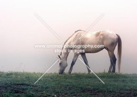 horse grazing in misty morning