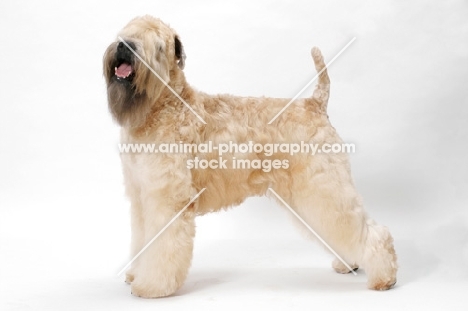 Australian champion Soft Coated Wheaten Terrier in studio