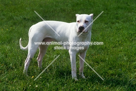 dogo argentino, aucho de la monteria, with cropped ears full body shot