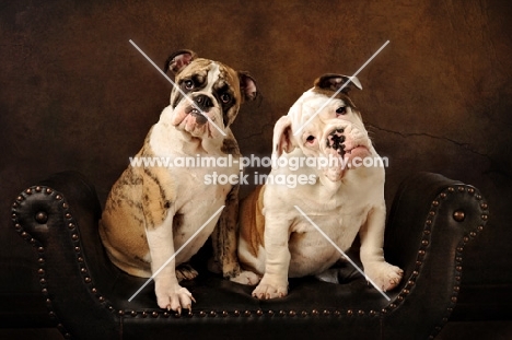 two Bulldogs sitting on seat and looking at camera