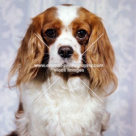 ch amelia of laguna cavalier king charles spaniel, winner toy group crufts 1963