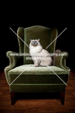Ragdoll cat in chair