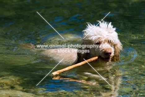 standard poodle in water with stick