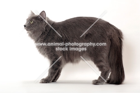 Neutered Nebelung, side view, on white background