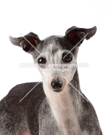 grey Italian Greyhound
