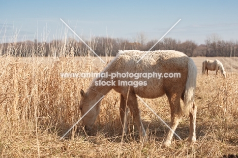 Morgan Horse side view, grazing