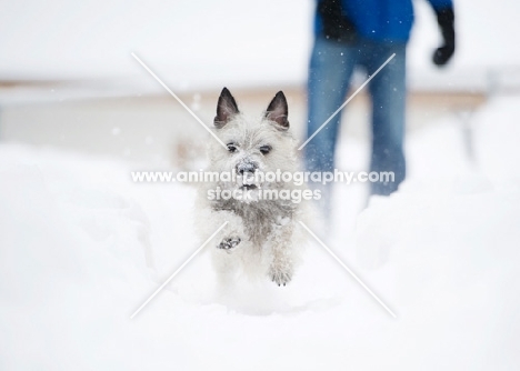 Wheaten Cairn terrier running in snowy yard with snow on face.