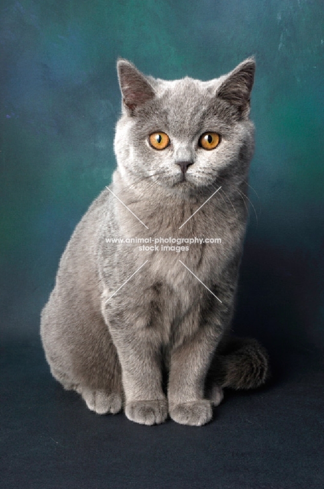 blue british shorthair cat 