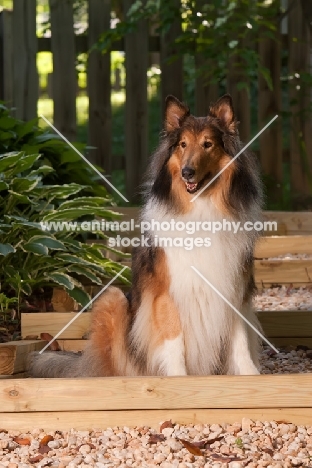 Rough Collie with girl