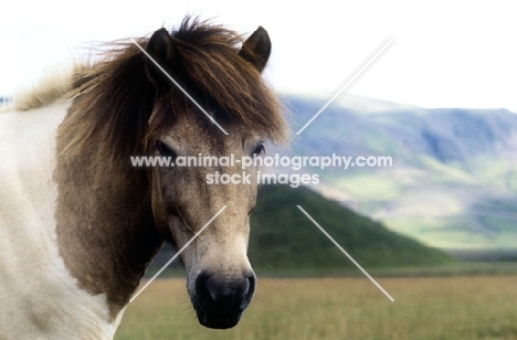 iceland horse at kalfstindar
