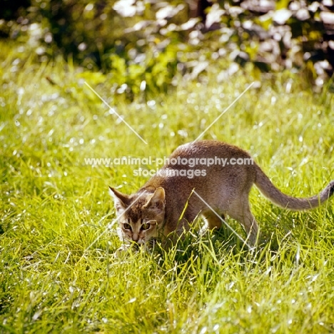 abyssinian kitten crouching in grass