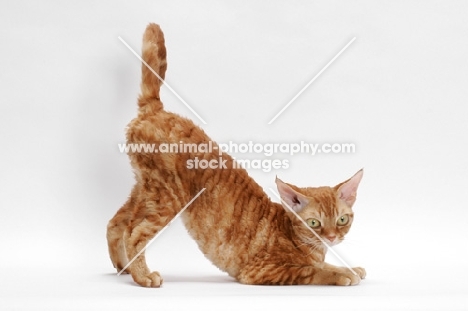 Devon Rex on white background, full body