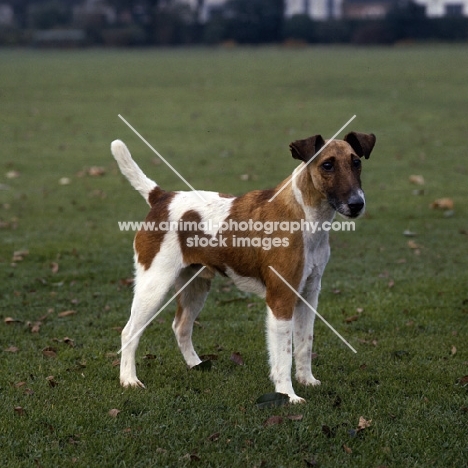 ch ellastone gold nugget, smooth fox terriers  