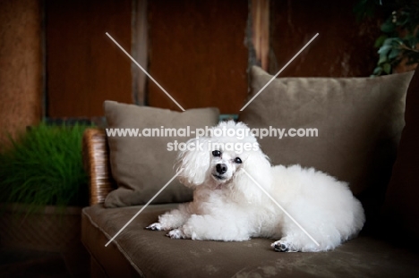 toy poodle posing