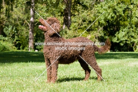 undocked brown poodle in pet clip