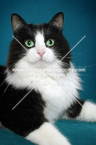 black and white Siberian cat