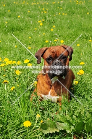 Boxer lying down in field