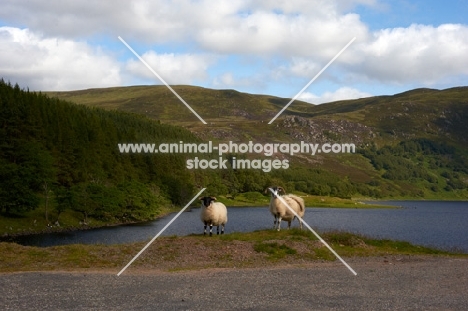 two Swaledale sheep in countryside