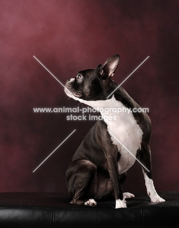 alert Boston Terrier in studio