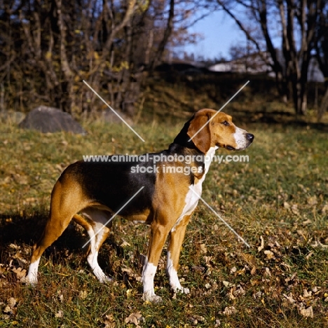 sports strimma, hamiltonstovare standing on grass