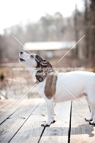 jack russell mix howling