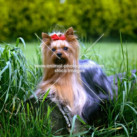 ch yadnum regal fare, yorkshire terrier lying on log