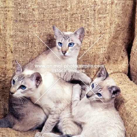 three tabby point siamese cats together