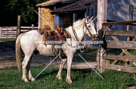 Camargue pony with traditional tack