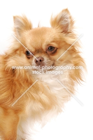 red longhaired Chihuahua, head study