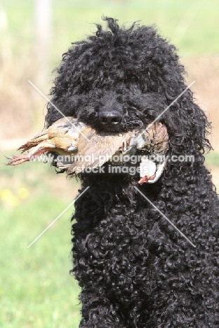 Barbet retrieving bird