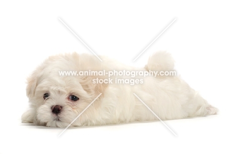 Maltese puppy lying down on white background