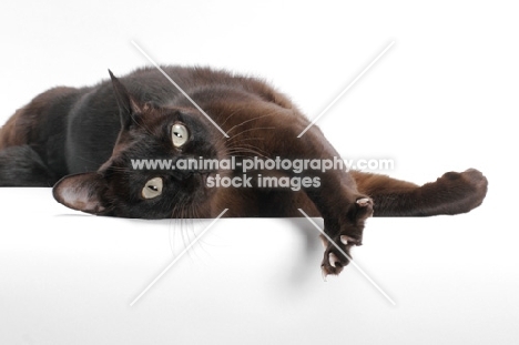 sable Burmese cat lying down on white background, looking bored