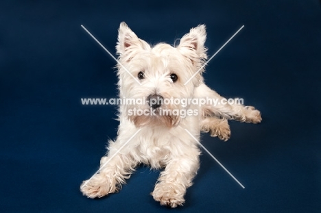 West Highland White Terrier in studio