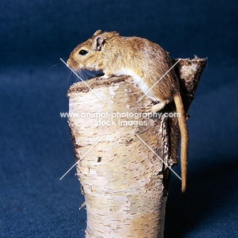 gerbil, agouti colour, climbing up a log