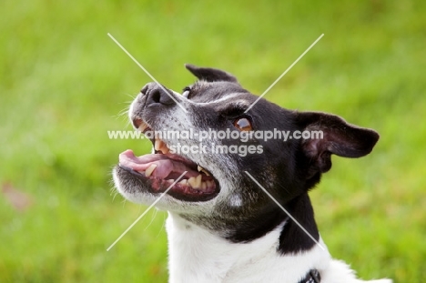 black and white crossbred Staffie dog looking up, on grass