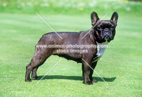 ch merrowlea opal of boristi, french bulldog  